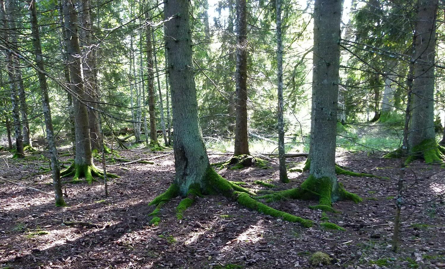 Viruna Farm Kiraste Exteriör bild