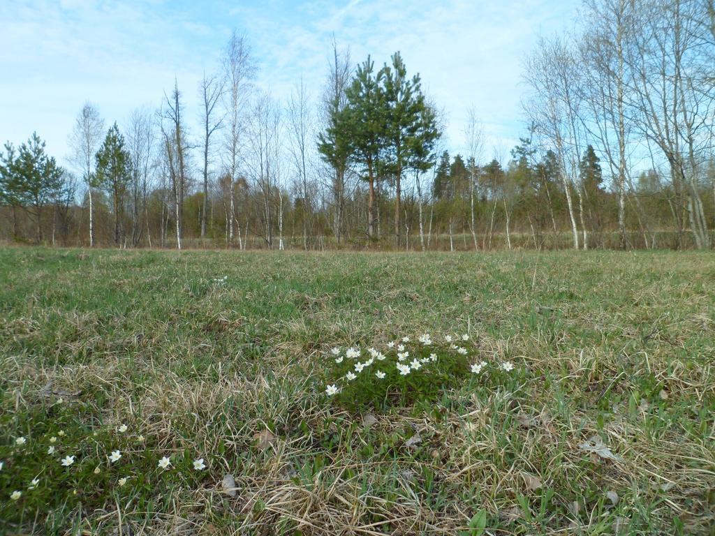 Viruna Farm Kiraste Exteriör bild