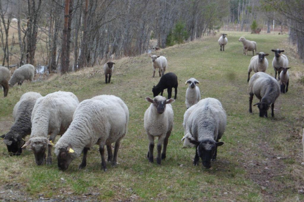 Viruna Farm Kiraste Exteriör bild