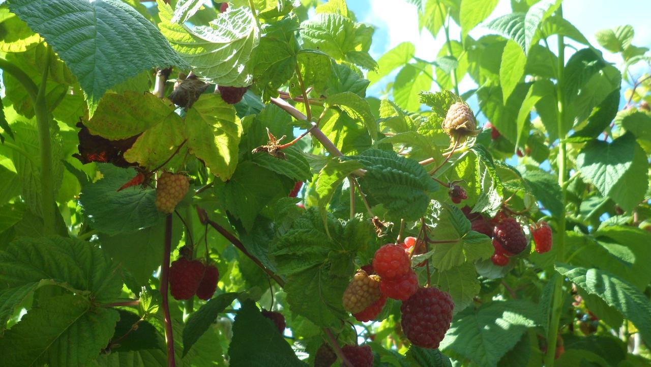 Viruna Farm Kiraste Exteriör bild