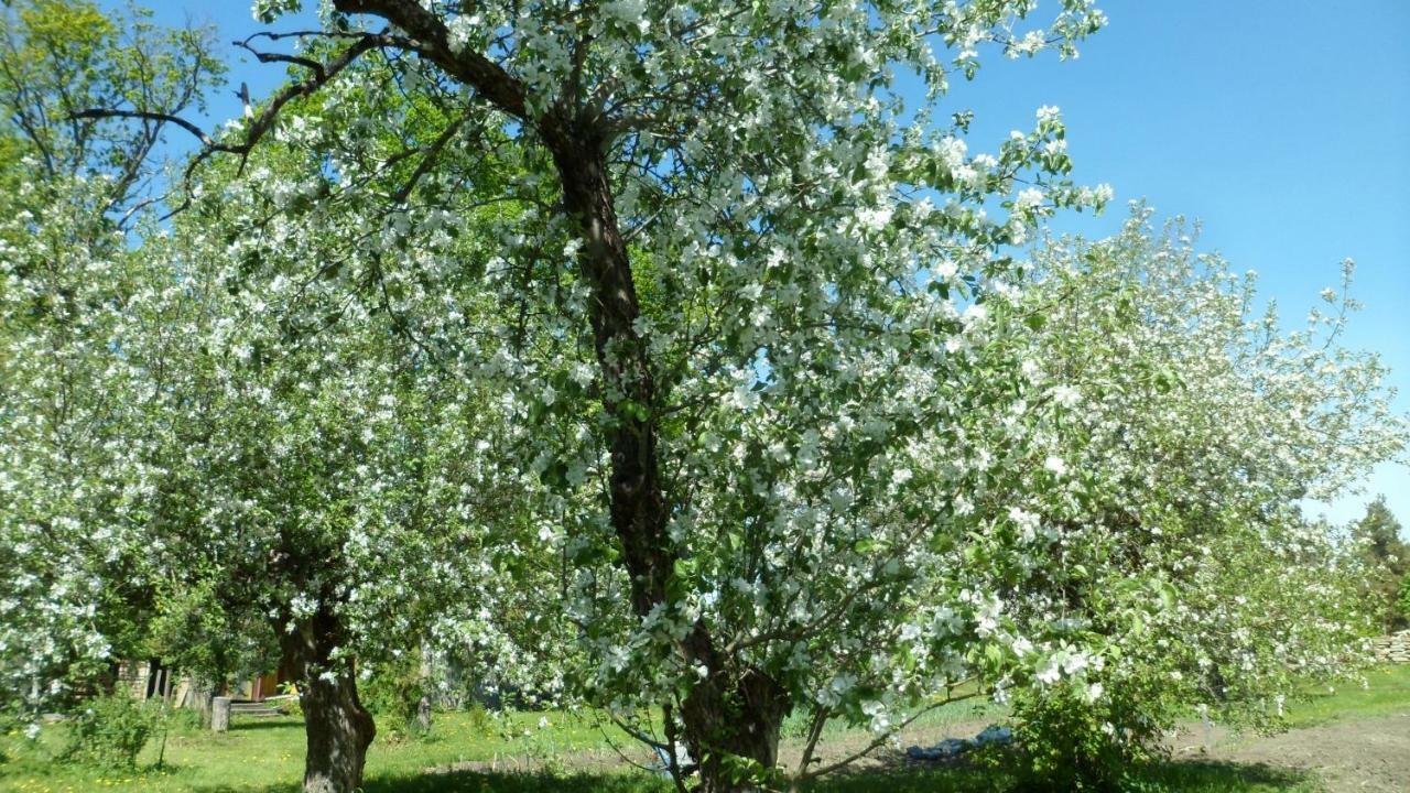 Viruna Farm Kiraste Exteriör bild